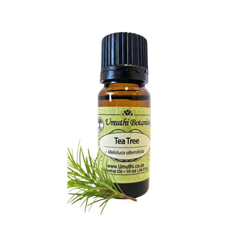 Tea Tree Common (Melaluca alternifolia) (Umuthi)