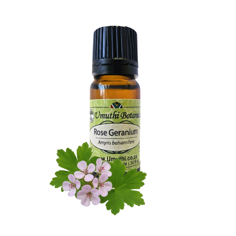Rose Geranium (Pelargonium graveolens) (Umuthi)