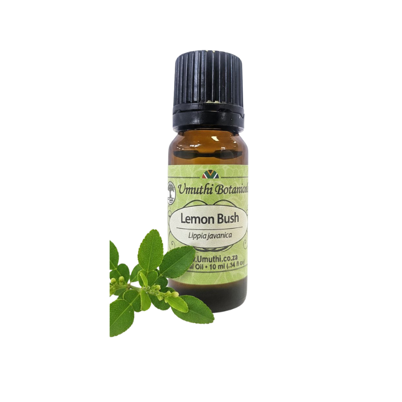 Lemon Bush (Lippia javanica) (Umuthi)