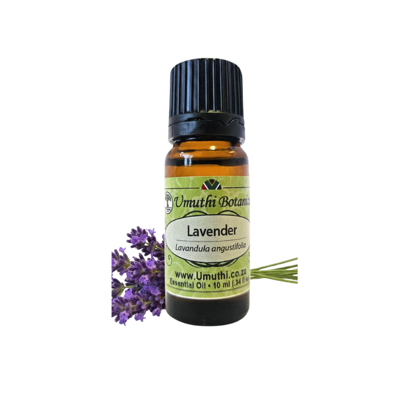 Lavender (Lavendula augustifolia) (Umuthi)
