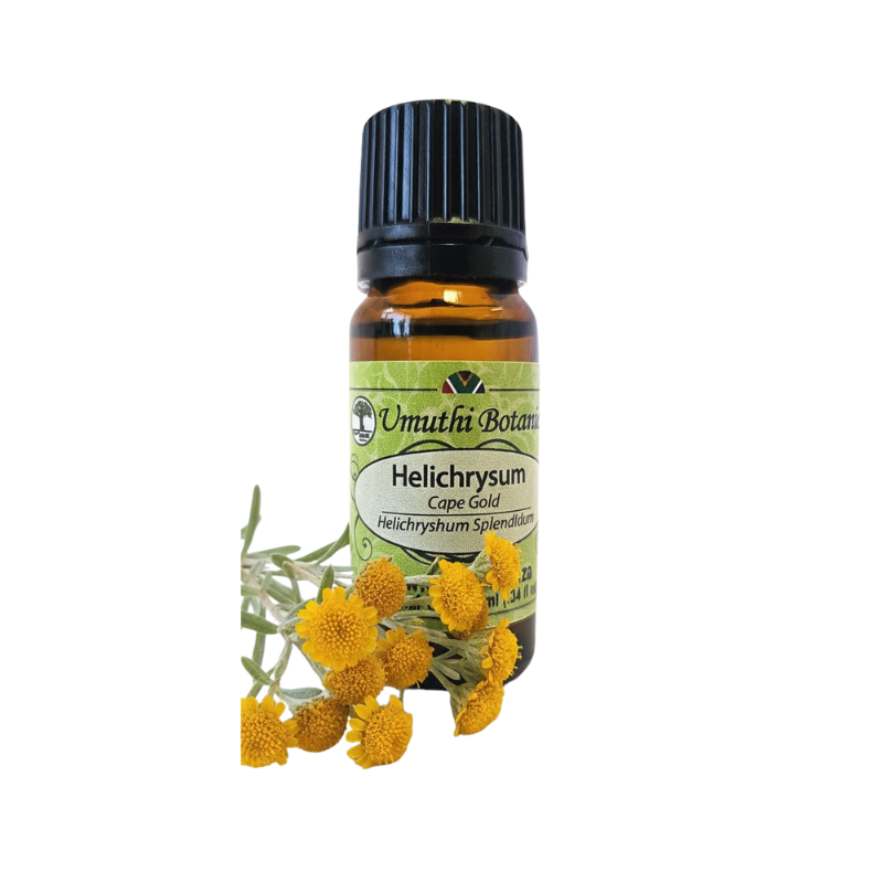 Helichrysum Cape Gold (Helichryshum Splendidum) (Umuthi)