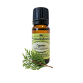 Cypress (Cupressus sempervirens) (Umuthi)