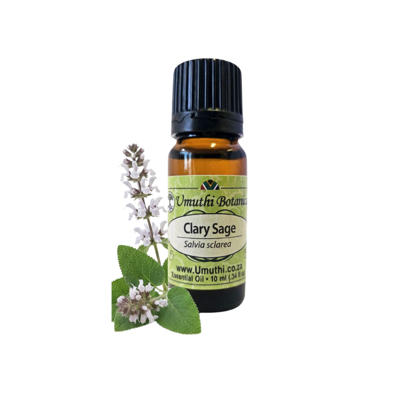 Clary Sage (Salvia sclarea) (Umuthi)