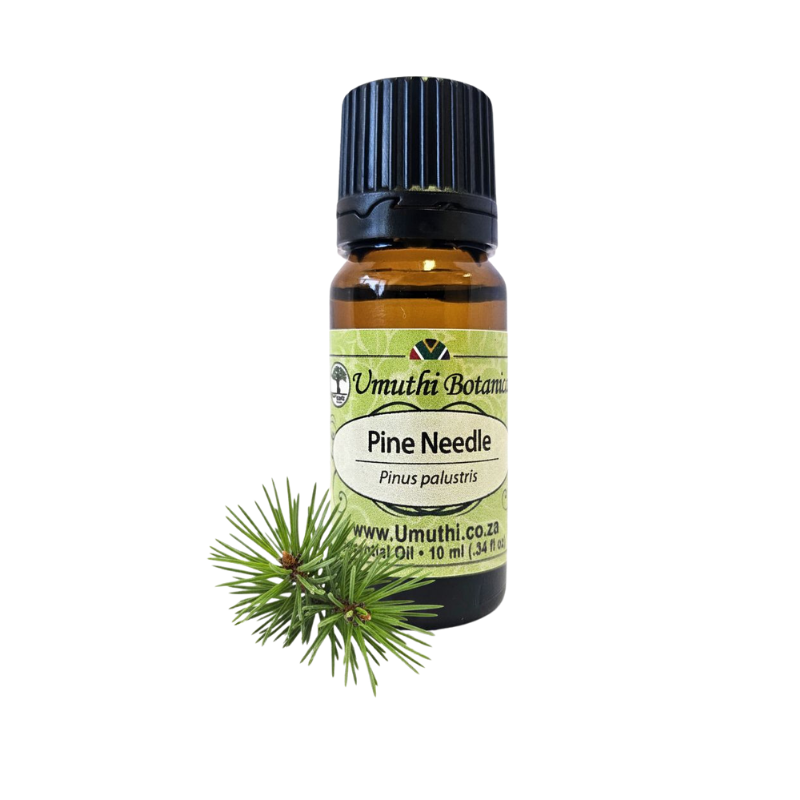 Pine Needle (Pinus palustris) (Umuthi)