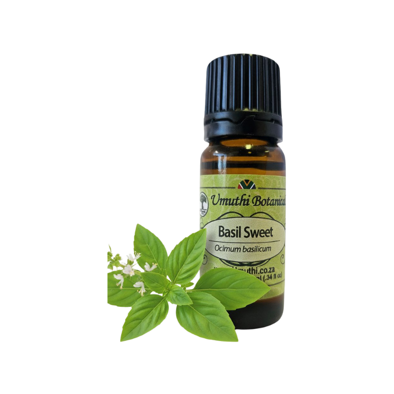 Basil Sweet (Ocimum basilicum) (Umuthi)