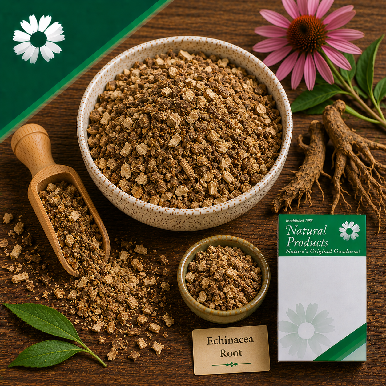 Echinacea Root