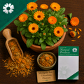 Marigold Pot/Calendula Flowers